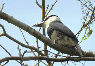 White-necked Puffbird  0616-1j  El Salto, Darien