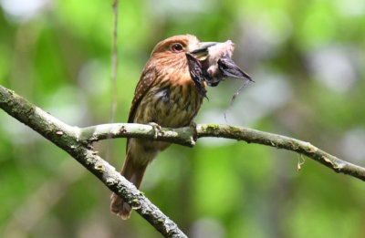 White-whiskered Puffbird 0616-1j El Salto, Darien