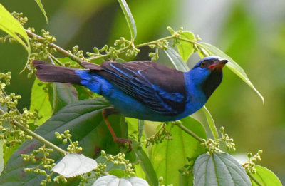 Blue Dacnis  0616-1j  Anton