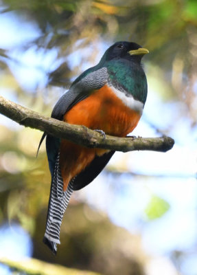 Orange-bellied Trogon  0616-1j  Anton