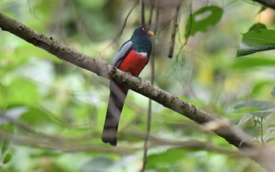 Slaty-tailed Trogon  06165-2j  Darien