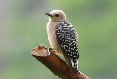 Huffman's Woodpecker  0616-1j  Anton