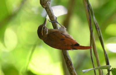 Plain Xenops 0616-1j Canopy Tower