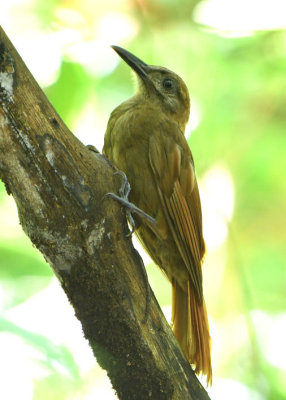 Plain-brown Woodcreeper 0616-2j Parque Metropolitano