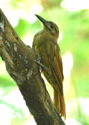 Plain-brown Woodcreeper  0616-2j  Parque Metropolitano