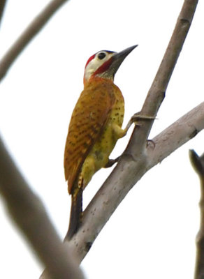 Spot-breasted Woodpecker  0616-1j  Remitas, Darien