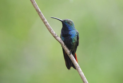 Black-throated Mango  0616-2j  Darien