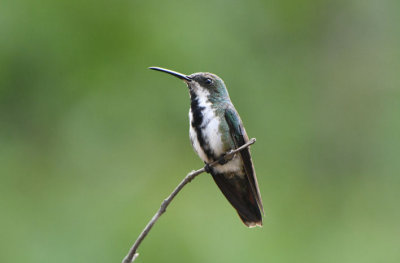 Black-throated Mango Female  0616-1j  Darien