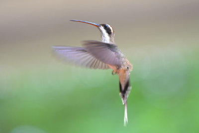 Long-billed Hermit Hummingbird 0616-2j Gamboa