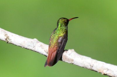 Rufous-tailed Hummingbird  0616-3j  Canopy Camp