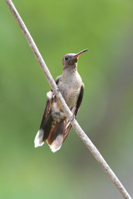 Scaly-breasted Hummingbird  0616-1j  Darien