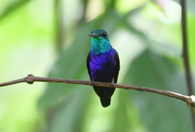 Violet-bellied Hummingbird  0616-2j  Gamboa