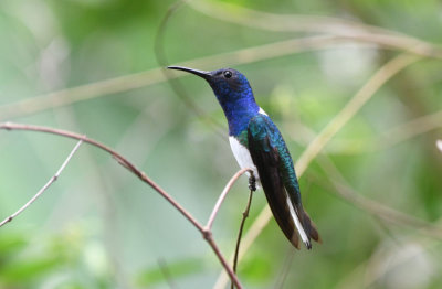 White-necked Jacobin  0616-2j  Gamboa