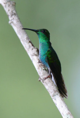 White-vented Plumeleteer  0616-1j Canopy Camp