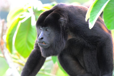 Mantled Howler Monkey  0616-5j  Canopy Tower