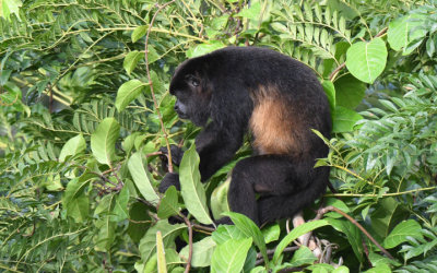 Mantled Howler Monkey  0616-2j  Canopy Tower