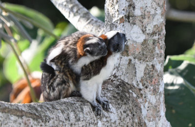 Geoffroy's Tamarin 0616-12j  Canopy Tower