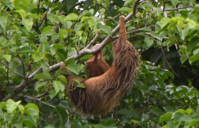 Two-toed Sloth  0616-1j  Canopy Tower