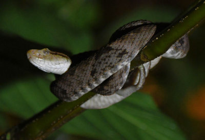 Fer de Lance 0616-1j Anton