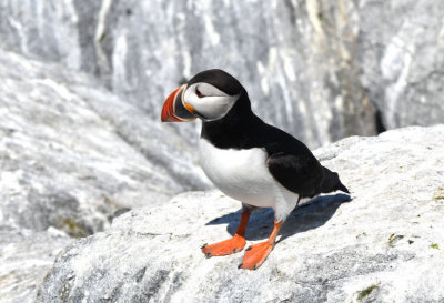 Atlantic Puffin  0717-17j  Machias Seal Island, NB