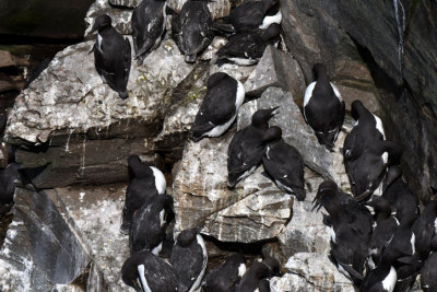 Common Murres  0717-1j  Cape St. Mary, NL