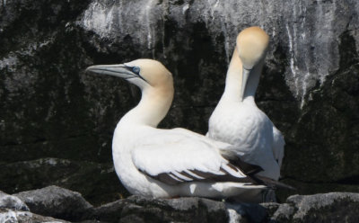 Northern Gannets  0717-2j  Cape St. Mary, NL