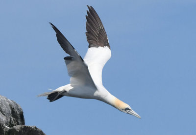Northern Gannet  0717-3j  Cape St. Mary, NL