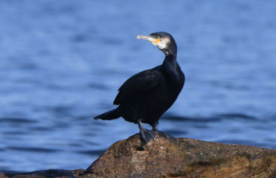 Great Cormorant  0717-2j  Bird Islands, NS