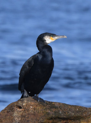 Great Cormorant  0717-1j  Bird Islands, NS