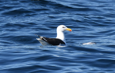 Greater Black-backed Gull  0717-1j  Witless Bay, NL