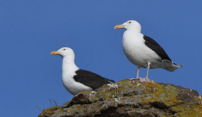 Greater Black-backed Gulls  0717-2j  Bird Islands, NS