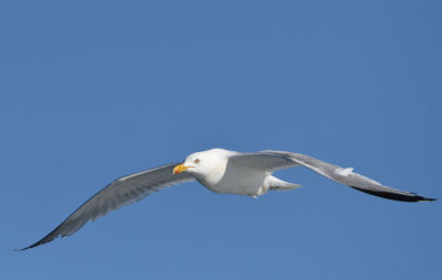 Herring Gull   0717-1j  Bay of Fundy, NB