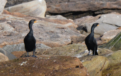 Double-crested Cormorants 07117-1j  Bird Islands, NS