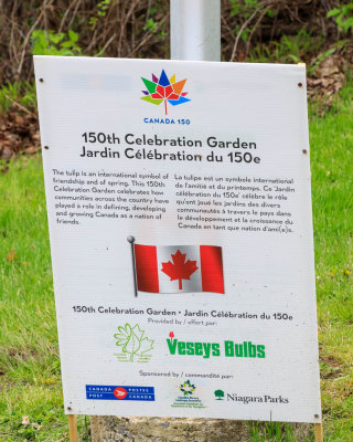 1000 tulips planted in pattern of a Canadian flag at St. Joseph Catholic School
