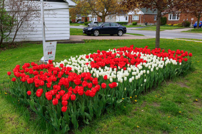 1000 tulips planted in pattern of a Canadian flag at St. Joseph Catholic School