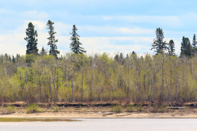 Leaves coming on trees across the river.