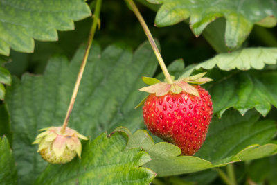 Strawberry growing in Moosonee 2017 August 8th