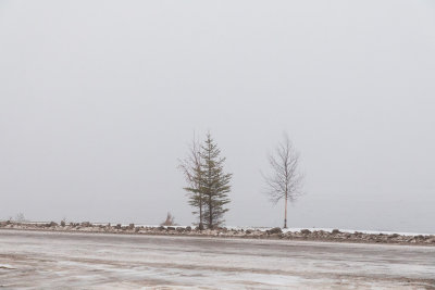 Trees along the Moose River in morning fog November 15th
