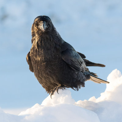 Common Ravens  (Corvus Corax)
