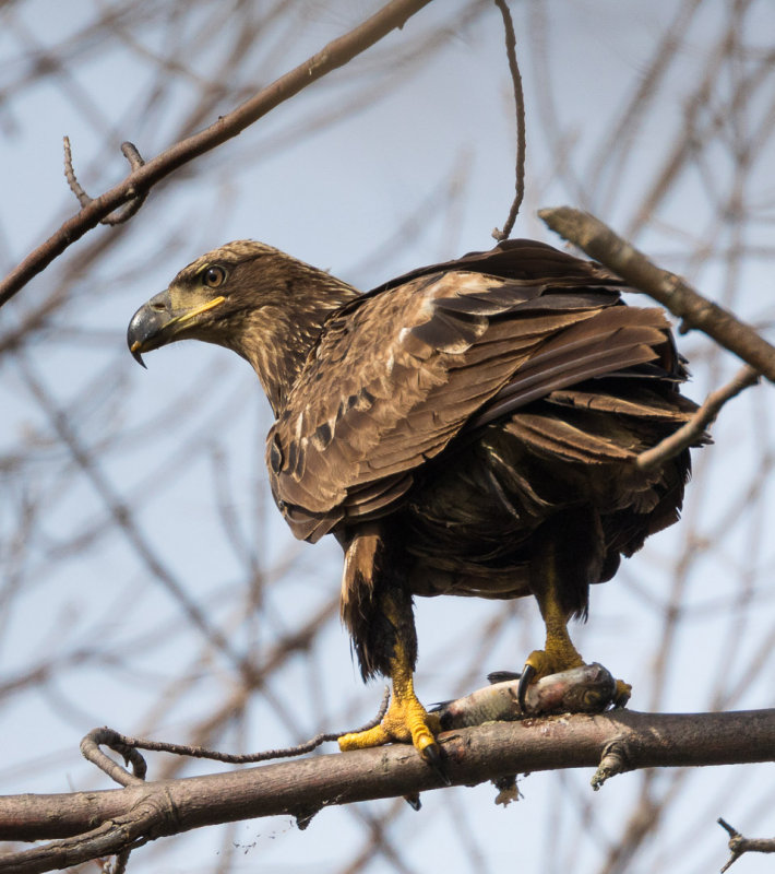 Immature bald eagle with catch.