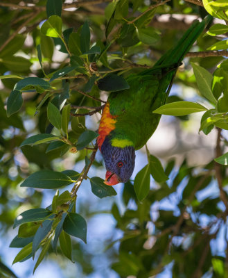 Wild Rainbow Lorikeet in the Royal Botanical Gardens