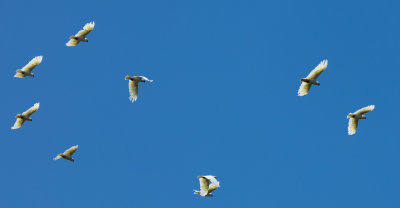 Sulfur-crested Cockatoos over RBG