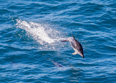 Off the south island, New Zealand