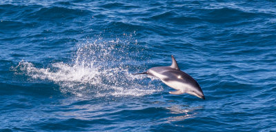 Off the south island, New Zealand