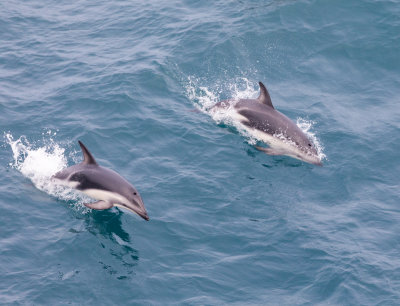 Off the southeast coast of New Zealand