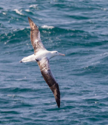 Albatros off the east coast of the South Island, New Zealand