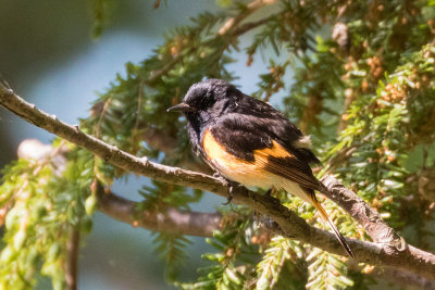 American Redstart