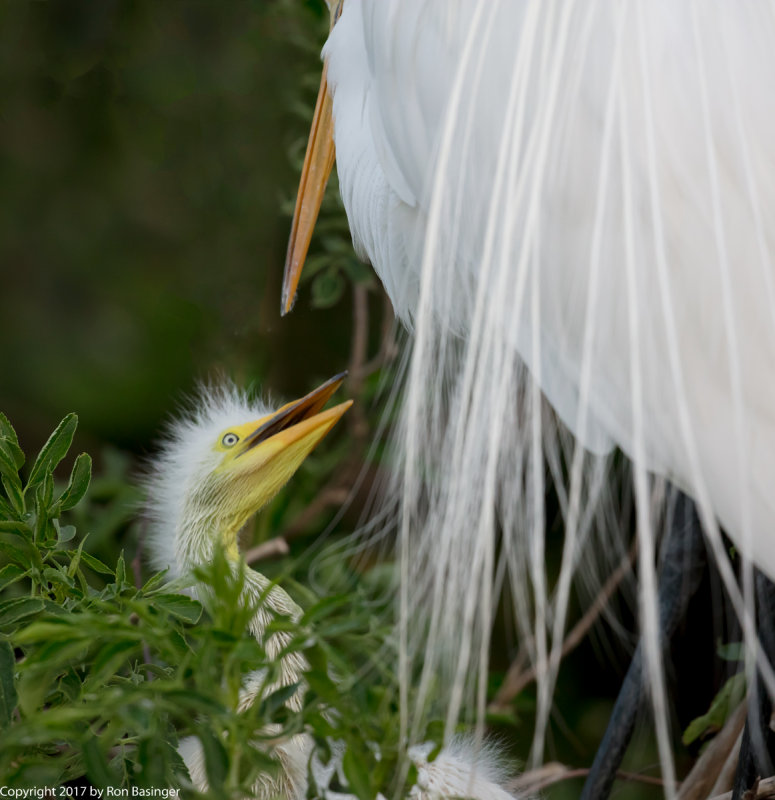 Great Egret Chick with Parent