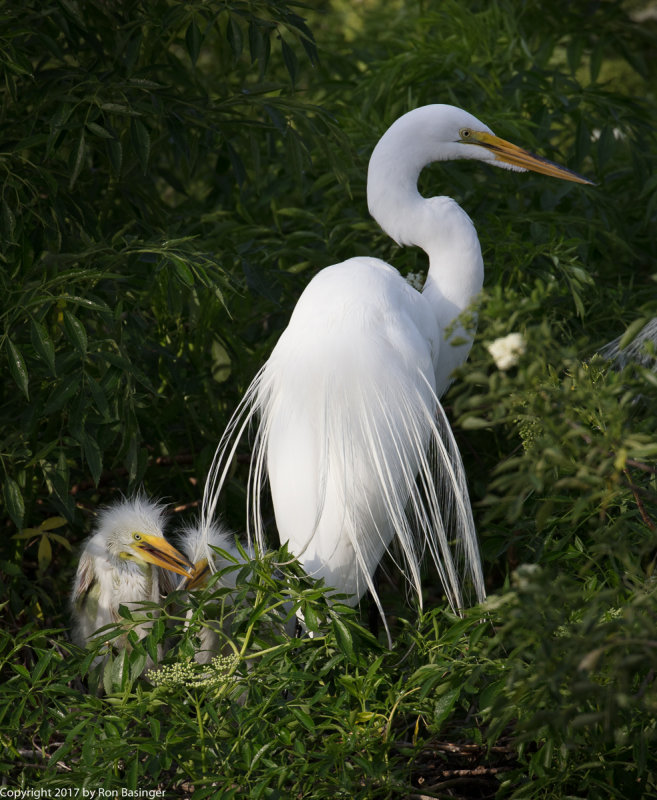 Great Egrets