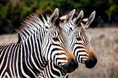 Fossil Rim Wildlife Center